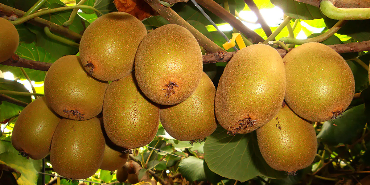 Ingrossamento uniforme dei frutti: la risposta passa da NOV@® in fertirrigazione